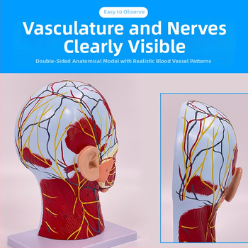 Модел на глава и шия за анатомия с мозъносъдова и лицево-невроваскуларна структура (Марка: Blue Butterfly; Материал: винил; Категория: Глава)