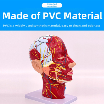 Модел на глава и шия за анатомия с мозъносъдова и лицево-невроваскуларна структура (Марка: Blue Butterfly; Материал: винил; Категория: Глава)