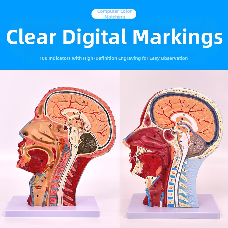 Модел на глава и шия за анатомия с мозъносъдова и лицево-невроваскуларна структура (Марка: Blue Butterfly; Материал: винил; Категория: Глава)