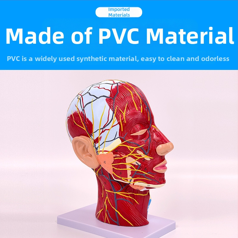 Модел на глава и шия за анатомия с мозъносъдова и лицево-невроваскуларна структура (Марка: Blue Butterfly; Материал: винил; Категория: Глава)
