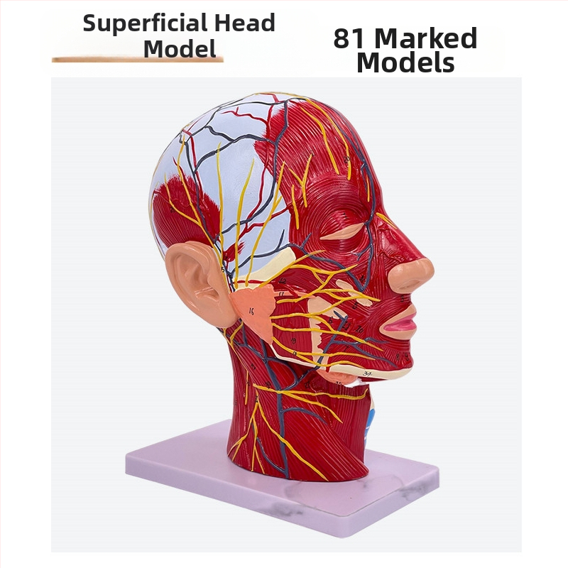 Модел на глава и шия за анатомия с мозъносъдова и лицево-невроваскуларна структура (Марка: Blue Butterfly; Материал: винил; Категория: Глава)