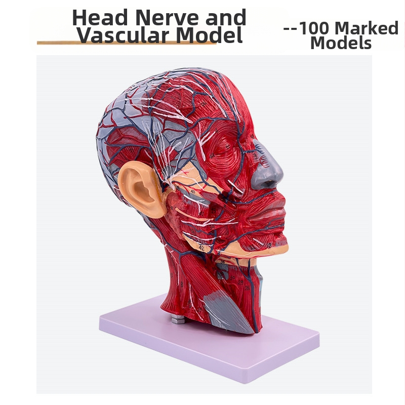 Модел на глава и шия за анатомия с мозъносъдова и лицево-невроваскуларна структура (Марка: Blue Butterfly; Материал: винил; Категория: Глава)