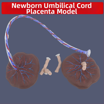 Zīdaiņa nabassaites un placentas modelis ar vēnu un artēriju atveidojumu, savienojams ar lelli mācību nolūkos, piemērots cilvēkiem virs 14 gadiem