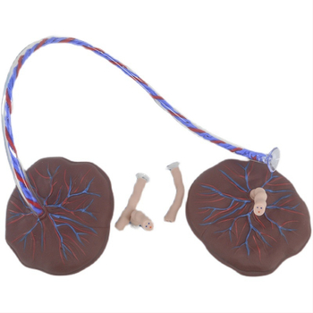 Zīdaiņa nabassaites un placentas modelis ar vēnu un artēriju atveidojumu, savienojams ar lelli mācību nolūkos, piemērots cilvēkiem virs 14 gadiem