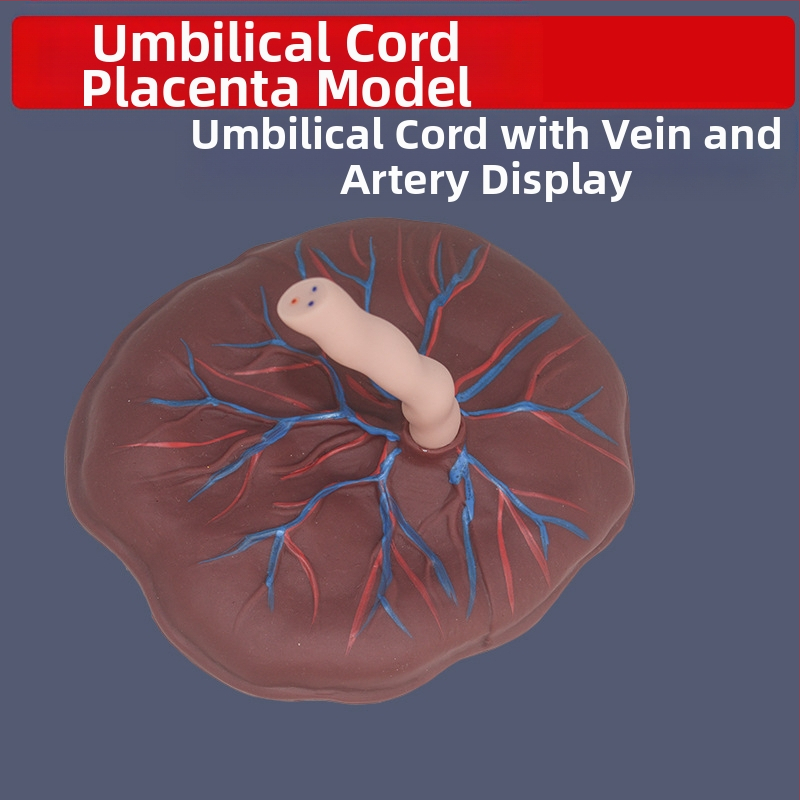 Модел на новородена пъпна връв и плацента с дисплей на венозни и артериални съдове, свързва се с кукла за обучителни цели, подходящ за лица над 14 години