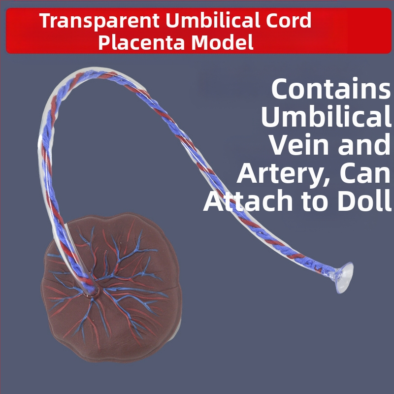 Модел на новородена пъпна връв и плацента с дисплей на венозни и артериални съдове, свързва се с кукла за обучителни цели, подходящ за лица над 14 години