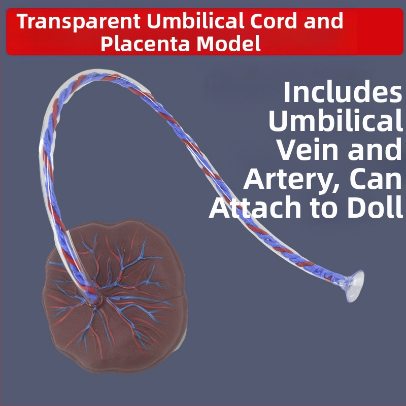 Zīdaiņa nabassaites un placentas modelis ar vēnu un artēriju atveidojumu, savienojams ar lelli mācību nolūkos, piemērots cilvēkiem virs 14 gadiem