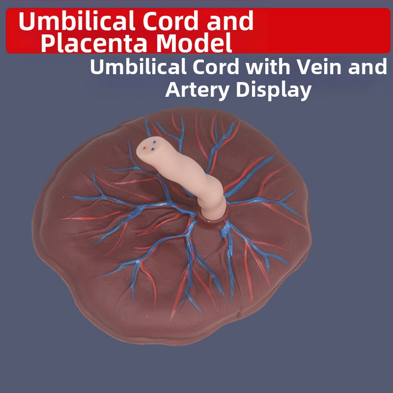 Zīdaiņa nabassaites un placentas modelis ar vēnu un artēriju atveidojumu, savienojams ar lelli mācību nolūkos, piemērots cilvēkiem virs 14 gadiem