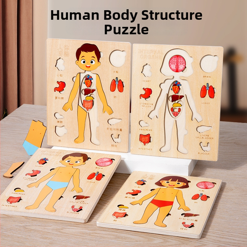 Дървен пъзел на човешки органи за деца, образователна научна играчка, възраст 4–6 години, марка Xundai, персонализация на образци