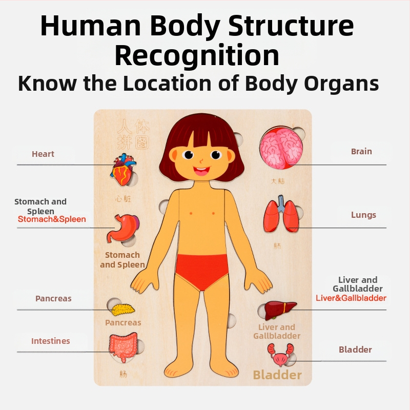 Дървен пъзел на човешки органи за деца, образователна научна играчка, възраст 4–6 години, марка Xundai, персонализация на образци