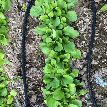 Οικιακό σετ κηπουρικής — PE σύστημα στάγδιστης άρδευσης με μικροεκροές για κήπους και οπωρώνες