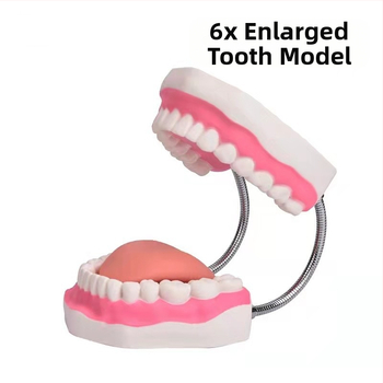 Дентален модел за обучение по миене на зъби - Yiyou, местна марка, кутия 100 бр, за възрастни, без аромат