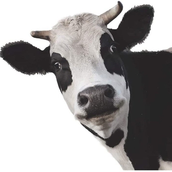 Autocolant de perete cu animale: girafă și vacă, PVC, impermeabil, decorativ, 1 bucată, cu model drăguț de animale, potrivit pentru living, dormitor, birou