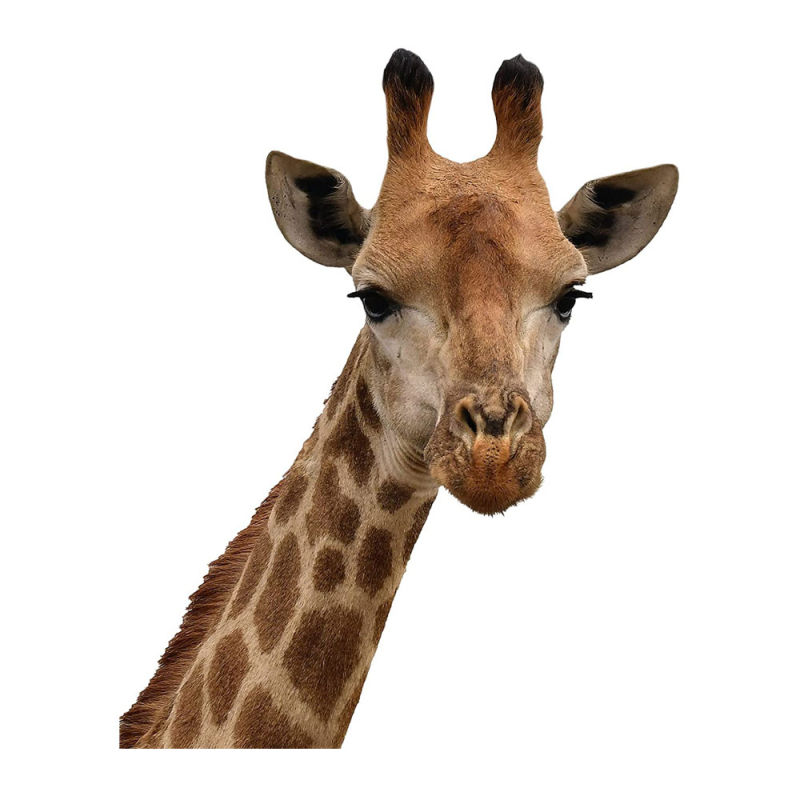 Autocolant de perete cu animale: girafă și vacă, PVC, impermeabil, decorativ, 1 bucată, cu model drăguț de animale, potrivit pentru living, dormitor, birou
