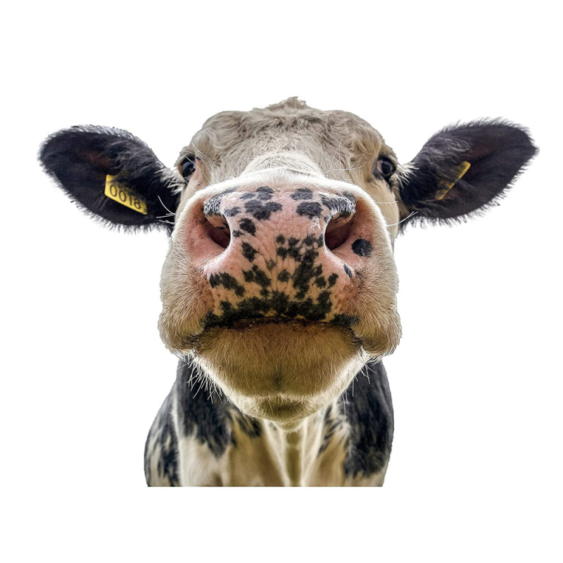 Autocolant de perete cu animale: girafă și vacă, PVC, impermeabil, decorativ, 1 bucată, cu model drăguț de animale, potrivit pentru living, dormitor, birou