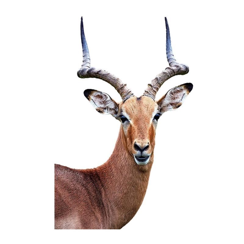 Autocolant de perete cu animale: girafă și vacă, PVC, impermeabil, decorativ, 1 bucată, cu model drăguț de animale, potrivit pentru living, dormitor, birou