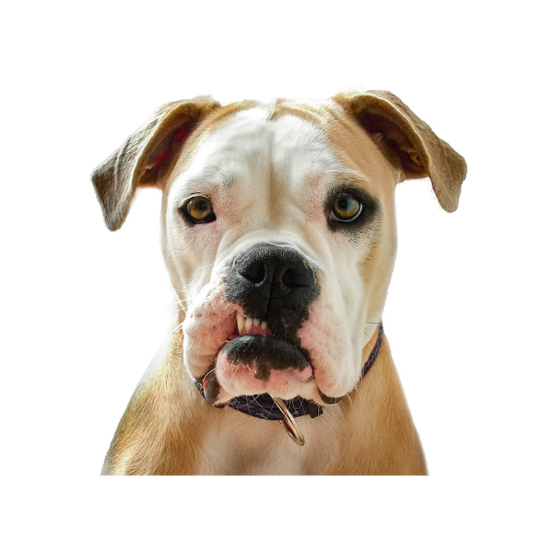 Autocolant de perete cu animale: girafă și vacă, PVC, impermeabil, decorativ, 1 bucată, cu model drăguț de animale, potrivit pentru living, dormitor, birou