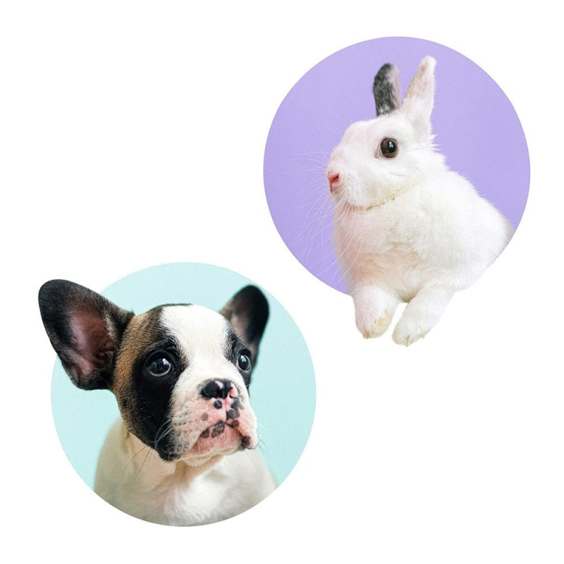 Autocolant de perete cu animale: girafă și vacă, PVC, impermeabil, decorativ, 1 bucată, cu model drăguț de animale, potrivit pentru living, dormitor, birou