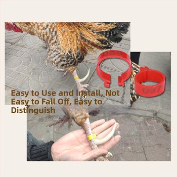 Putnu marķēšanas gredzens ar atvērtu sprādzi – paredzēts vistām, pīlēm un zossēm – Xin Baijia