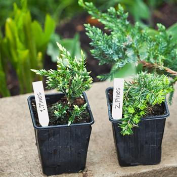 Ετικέτες παχύφυτων, πλαστικές, αδιάβροχες, σετ 100 τεμαχίων, για κήπο