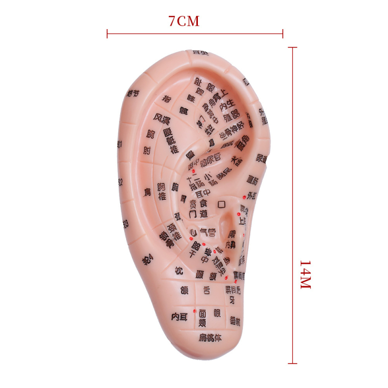 Модел на акупоините за ръце, крака и уши с меридиани – диаграма на рефлексология за обучение, пластмасов материал, комплект от 100 броя