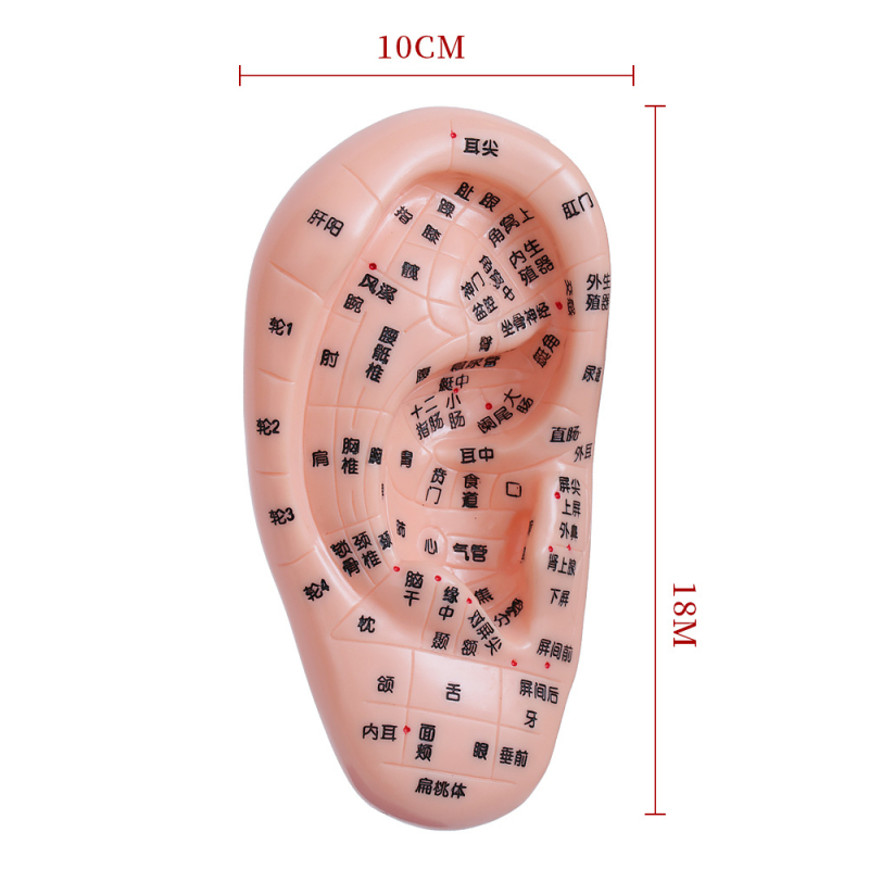 Модел на акупоините за ръце, крака и уши с меридиани – диаграма на рефлексология за обучение, пластмасов материал, комплект от 100 броя