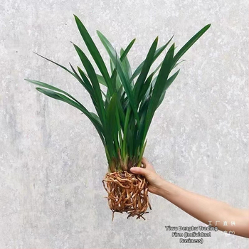 Orhideja Molan šķirne, materiāls: zīda zieds, Zīmols: Cits