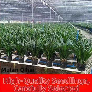 Orhideja Molan šķirne, materiāls: zīda zieds, Zīmols: Cits