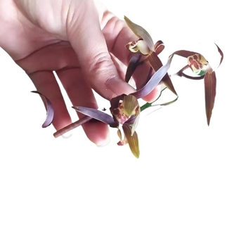 Orhideja Molan šķirne, materiāls: zīda zieds, Zīmols: Cits