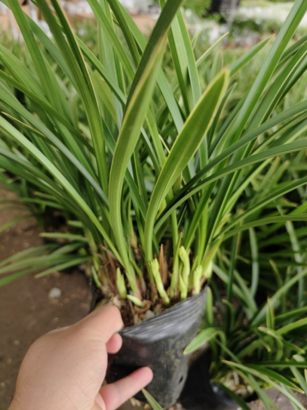 Orhideja Molan šķirne, materiāls: zīda zieds, Zīmols: Cits