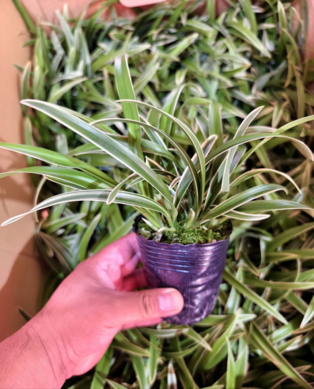 Orhideja Molan šķirne, materiāls: zīda zieds, Zīmols: Cits