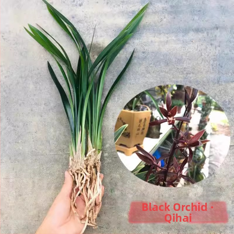 Orhideja Molan šķirne, materiāls: zīda zieds, Zīmols: Cits