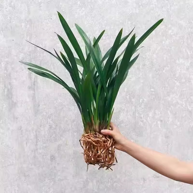 Orhideja Molan šķirne, materiāls: zīda zieds, Zīmols: Cits