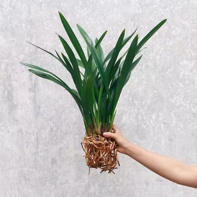 Orhideja Molan šķirne, materiāls: zīda zieds, Zīmols: Cits