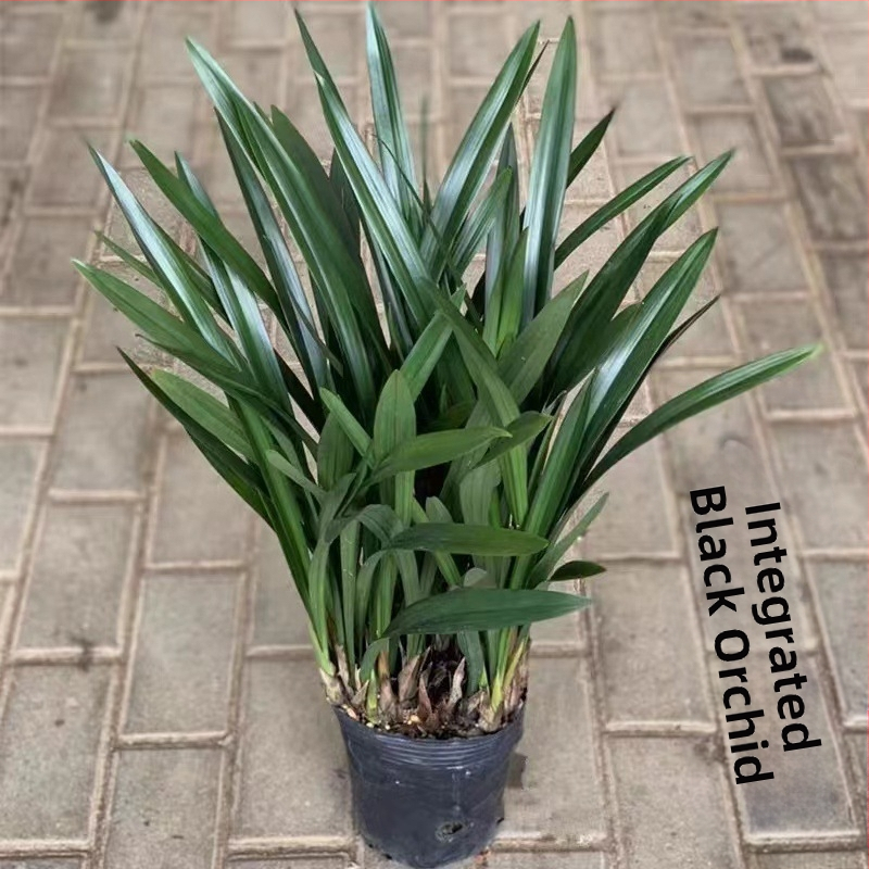 Orhideja Molan šķirne, materiāls: zīda zieds, Zīmols: Cits