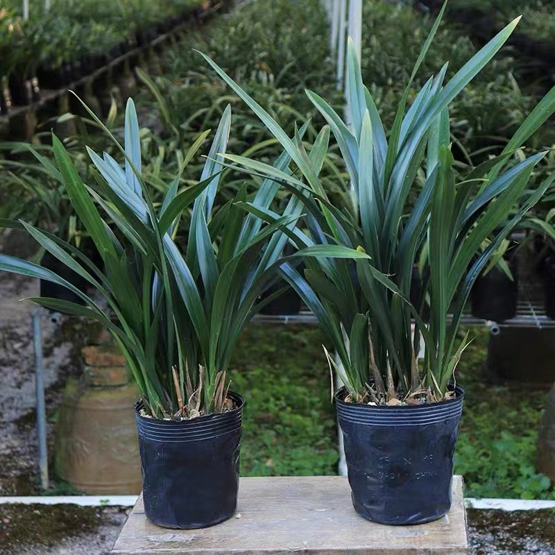 Orhideja Molan šķirne, materiāls: zīda zieds, Zīmols: Cits