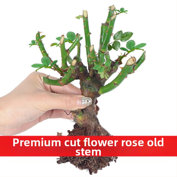 Rožė – drėgmę mėgstantis augalas, neutrali šviesos sąlygos, tinkama vidaus ir lauko puodų auginti, šiuolaikinis minimalistinis stilius