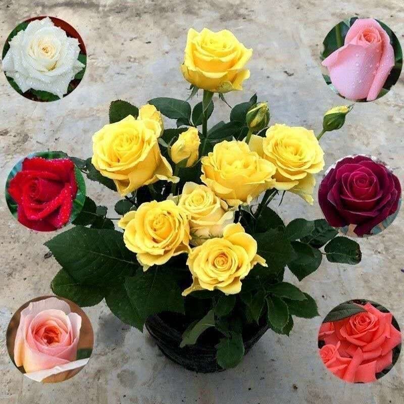 Rožė – drėgmę mėgstantis augalas, neutrali šviesos sąlygos, tinkama vidaus ir lauko puodų auginti, šiuolaikinis minimalistinis stilius