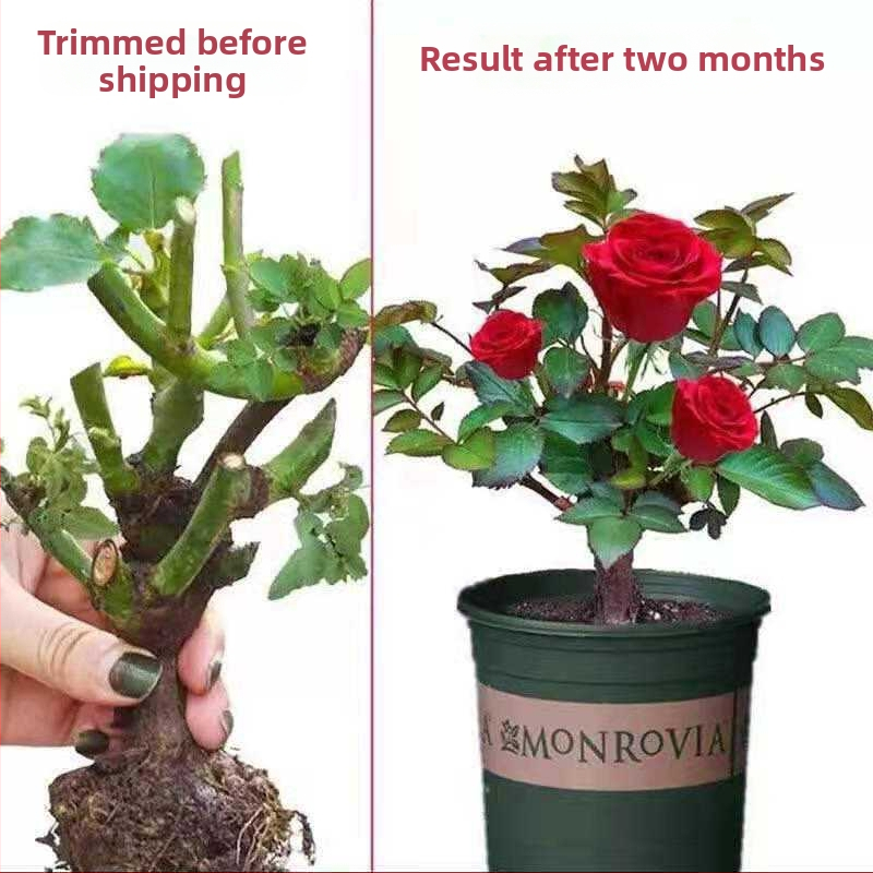 Роза – влаголюбиво растение, неутрални светлинни условия, подходяща за вътрешно и външно саксийно отглеждане, модерен минималистичен стил