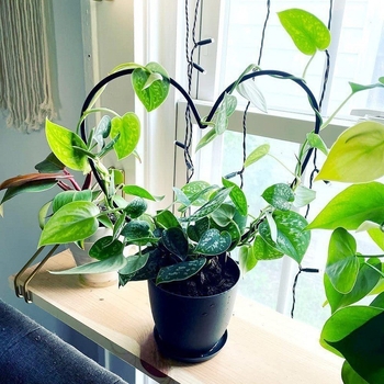 Σιδερένιο στήριγμα φυτών κήπου, κυκλικός σχεδιασμός, εξωτερική χρήση, αναρριχητικά φυτά, Yongchang Τύπος A/B