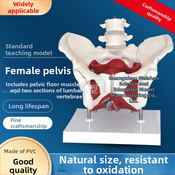 Μοντέλο Γυναικείας Ανατομίας Πυέλου με Δομή Πυέλου, Δύο Τμημάτων Οσφυϊκής Σπονδυλικής Στήλης και Μύες Πυελικού Εδάφους — Ιατρικό Διδακτικό Βοήθημα, Σετ 8 Τεμαχίων για Σχολικό Πρόγραμμα