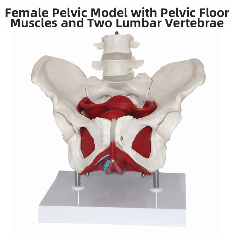 Μοντέλο Γυναικείας Ανατομίας Πυέλου με Δομή Πυέλου, Δύο Τμημάτων Οσφυϊκής Σπονδυλικής Στήλης και Μύες Πυελικού Εδάφους — Ιατρικό Διδακτικό Βοήθημα, Σετ 8 Τεμαχίων για Σχολικό Πρόγραμμα