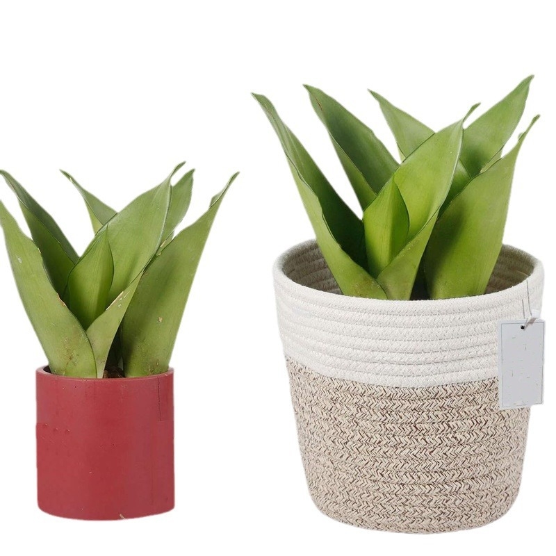 Rankomis austas augalinių pluoštų vazonas – biodegraduojantis, atsparus korozijai, taupo vandenį; skirtas staliniam, grindų ar kombinuotam naudojimui.