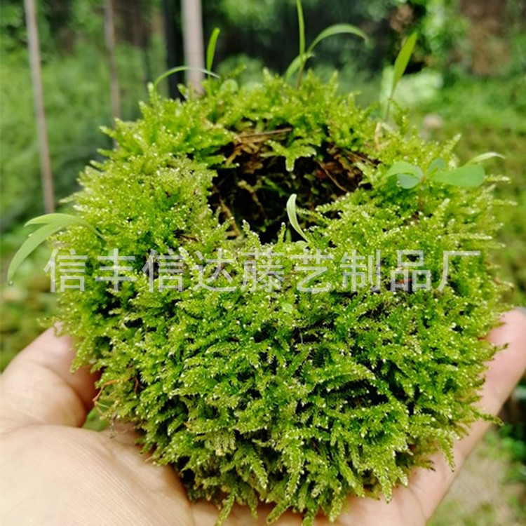 Gėlių vazonas su natūralia Carex samanų kamuoliu — kvėpuojantis, biologiškai skaidrus, vandens taupymas, rankų darbas