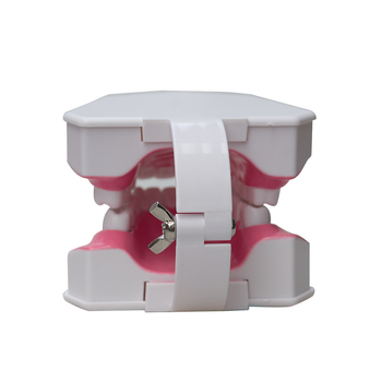 Διπλό οδοντικό μοντέλο με οδοντόβουρτσα – εκπαιδευτικό μοντέλο για ενήλικες, δύο μονάδες