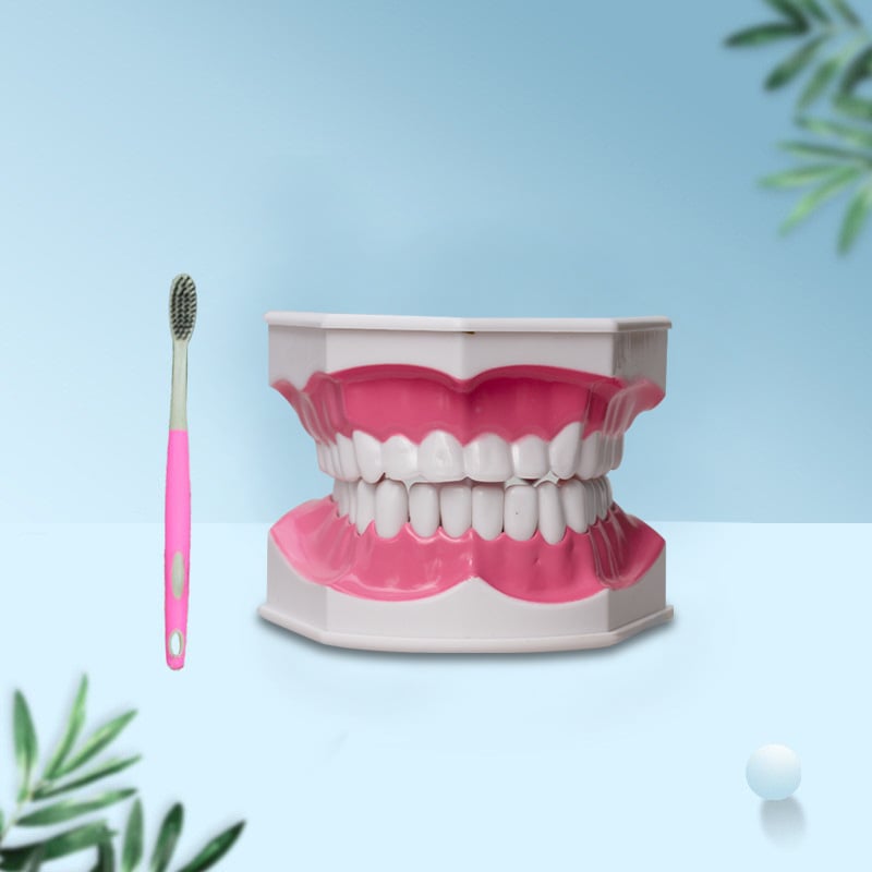 Kaheosaline hambamudel koos hambaharjaga – koolitusmall täiskasvanutele, kaks ühikut