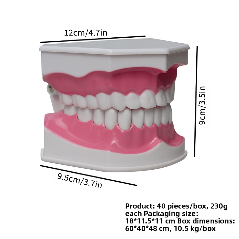 Dvojitý zubný model s kefou na zuby – výukový model pre dospelých, dve jednotky
