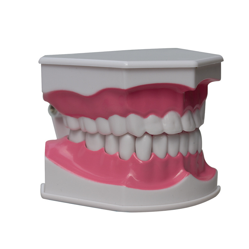 Kaheosaline hambamudel koos hambaharjaga – koolitusmall täiskasvanutele, kaks ühikut