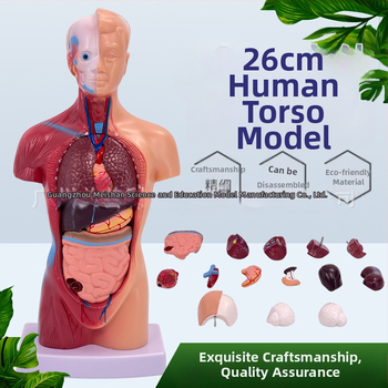 Meishan μοντέλο κορμού ανατομίας για διδασκαλία – καρδιά και εγκέφαλος, πλαστικό