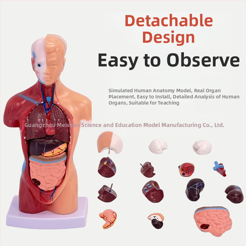 Meishan модел на торса за обучение – анатомия на сърцето и мозъка, пластмасов